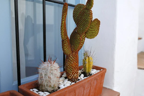 Primo piano di cactus sul davanzale della finestra — Foto Stock