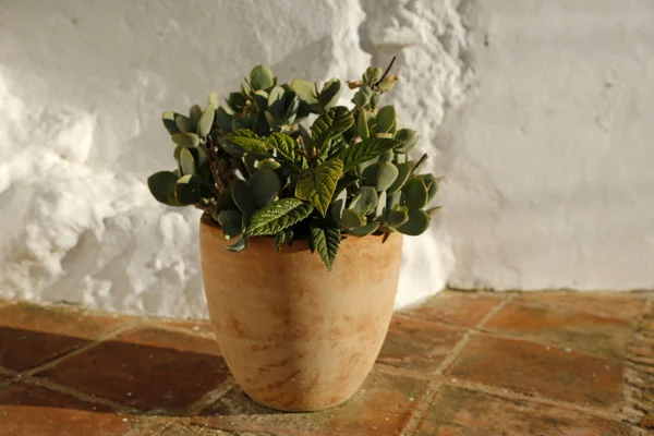 Clay pot with flowers on the street of spanish town — Stock Photo, Image