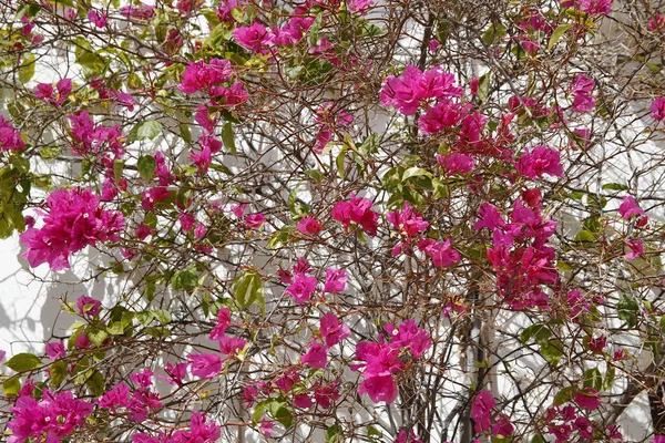 美丽的粉红色的花-布干维尔在地中海国家非常流行 — 图库照片
