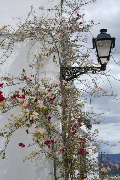Belas flores e lanterna contra a parede branca, Mediterrâneo — Fotografia de Stock