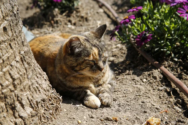 Gember kat rust na het eten tussen palm en bloemen — Stockfoto