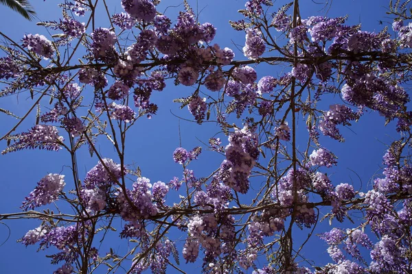 Růžové květy Středomoří proti modré obloze — Stock fotografie
