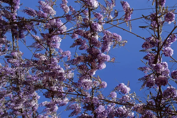 Roze mediterrane bloemen tegen blauwe hemel — Stockfoto