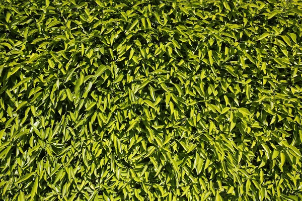 Green ivy background — Stock Photo, Image