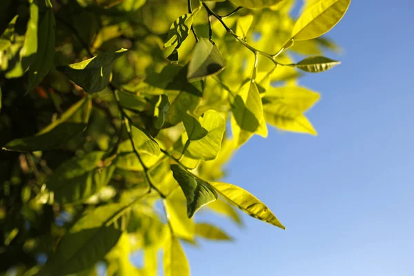 Close-up van bladeren van oranje boom, ondiepe scherptediepte — Stockfoto