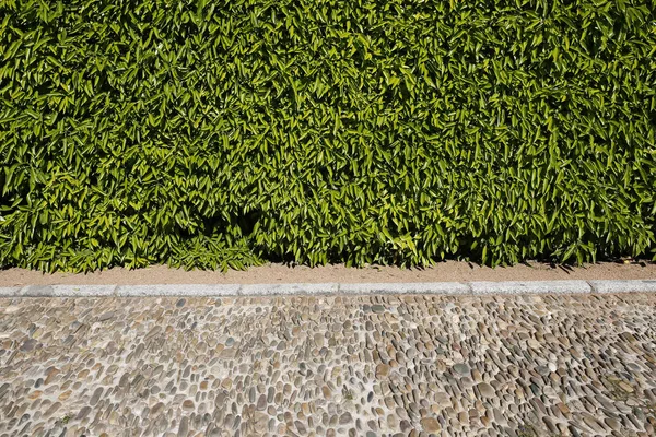 Плющ покрита стіна і замурований фон тротуару — стокове фото