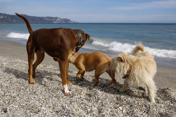 group of dogs on the beach