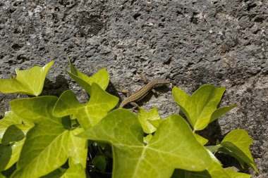 kertenkele duvardaki sarmaşık ile kaplı