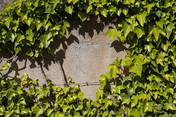 Oude muur bedekt met klimop — Stockfoto