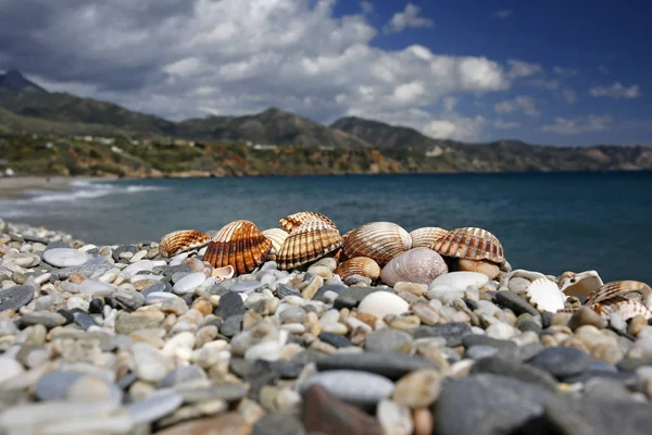 Primo piano di conchiglie sulla bellissima spiaggia estiva — Foto Stock