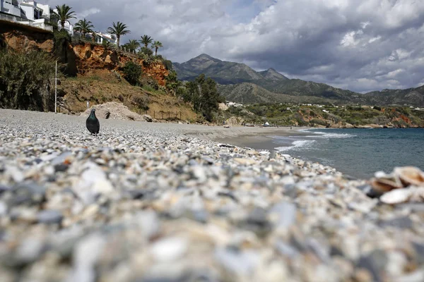 美丽的空海滩的鸽子 — 图库照片