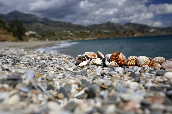 美丽的夏天海滩上的贝壳的特写 — 图库照片
