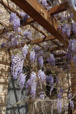 ahşap pergola güzel mor çiçekler