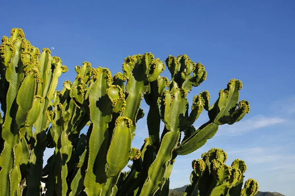 Kaktusy proti modré obloze — Stock fotografie