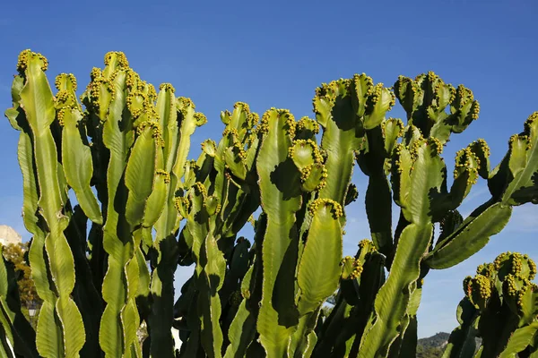Kaktusy proti modré obloze — Stock fotografie