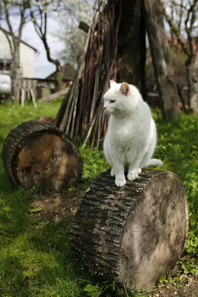 Close-up van witte kat op boomstam — Stockfoto