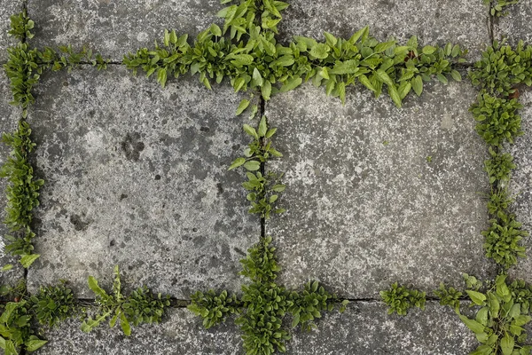 舗装タイルと緑の草の背景 — ストック写真