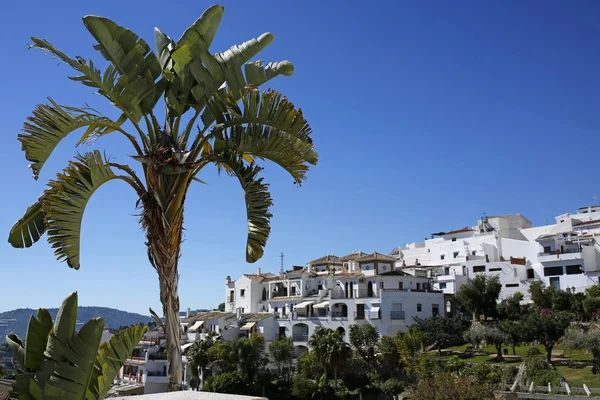 Palmboom met Frigiliana op de achtergrond, Andalusie, Spanje — Stockfoto