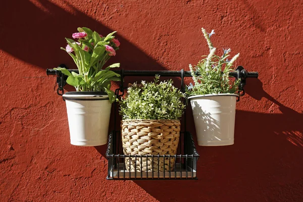 ヴィンテージの赤い壁の植木鉢 — ストック写真