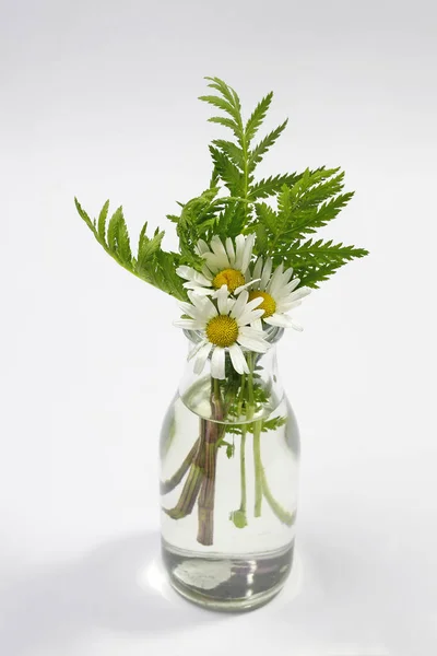 Ramillete de flores de manzanilla en jarrón de vidrio sobre fondo blanco —  Fotos de Stock