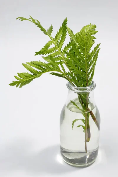 green fern leaves in glass vase on white background