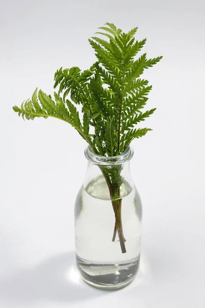 Feuilles de fougère verte dans un vase en verre sur fond blanc — Photo