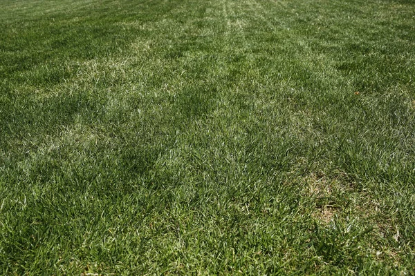 Green grass lawn background — Stock Photo, Image