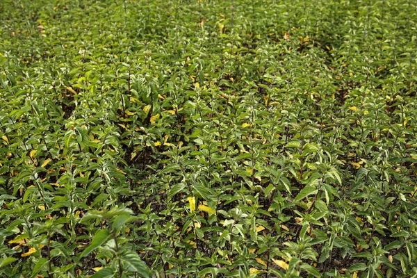 Mint field background — Stock Photo, Image