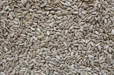 sunglower tohum arka plan