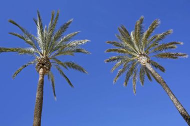 Mavi gökyüzü karşı iki avuç içi