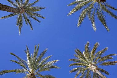 Avuçlar mavi gökyüzüne karşı