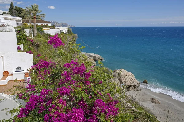 Bunga merah muda yang indah dan laut pirus di Nerja- resor terkenal di Costa del Sol, Malaga, Spanyol — Stok Foto