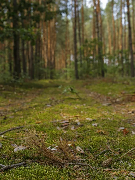 Close-up van forest moss, kegels en naaldhout twig — Stockfoto