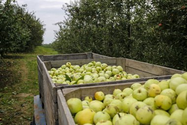 elma meyve meyve bahçesi içinde tam römork