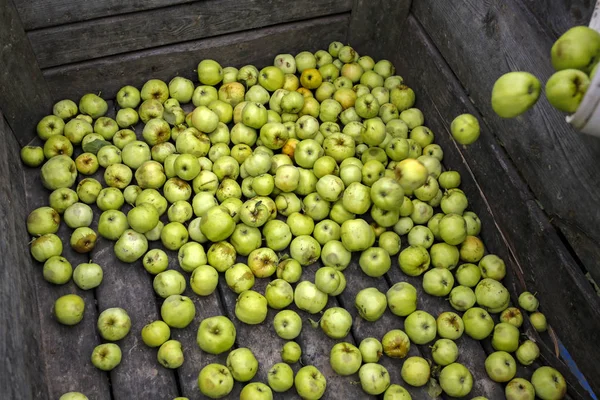 Nyplockade gröna äpplen faller i trälåda — Stockfoto