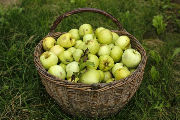 Zelená jablka v koši na trávě — Stock fotografie