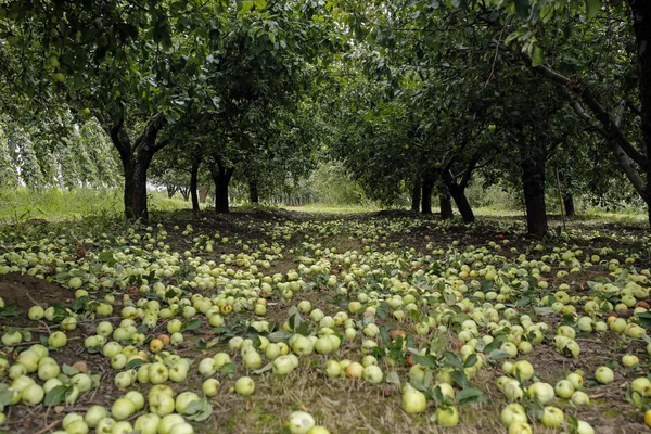 Apple harvesting, apples lying on the ground of the fruit orchard — Stock Photo, Image