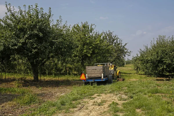 Tractor with trailer in fruit orchard — Stock Photo, Image