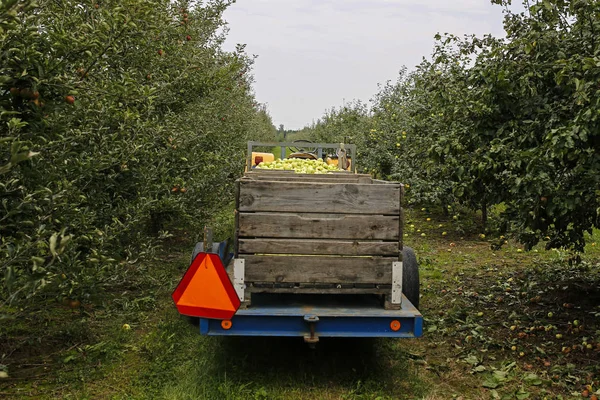 Tractor with trailer full of apples in fruit orchard — Stock Photo, Image