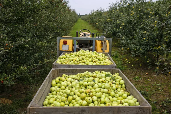 Tractor with trailer full of apples in fruit orchard — Stock Photo, Image