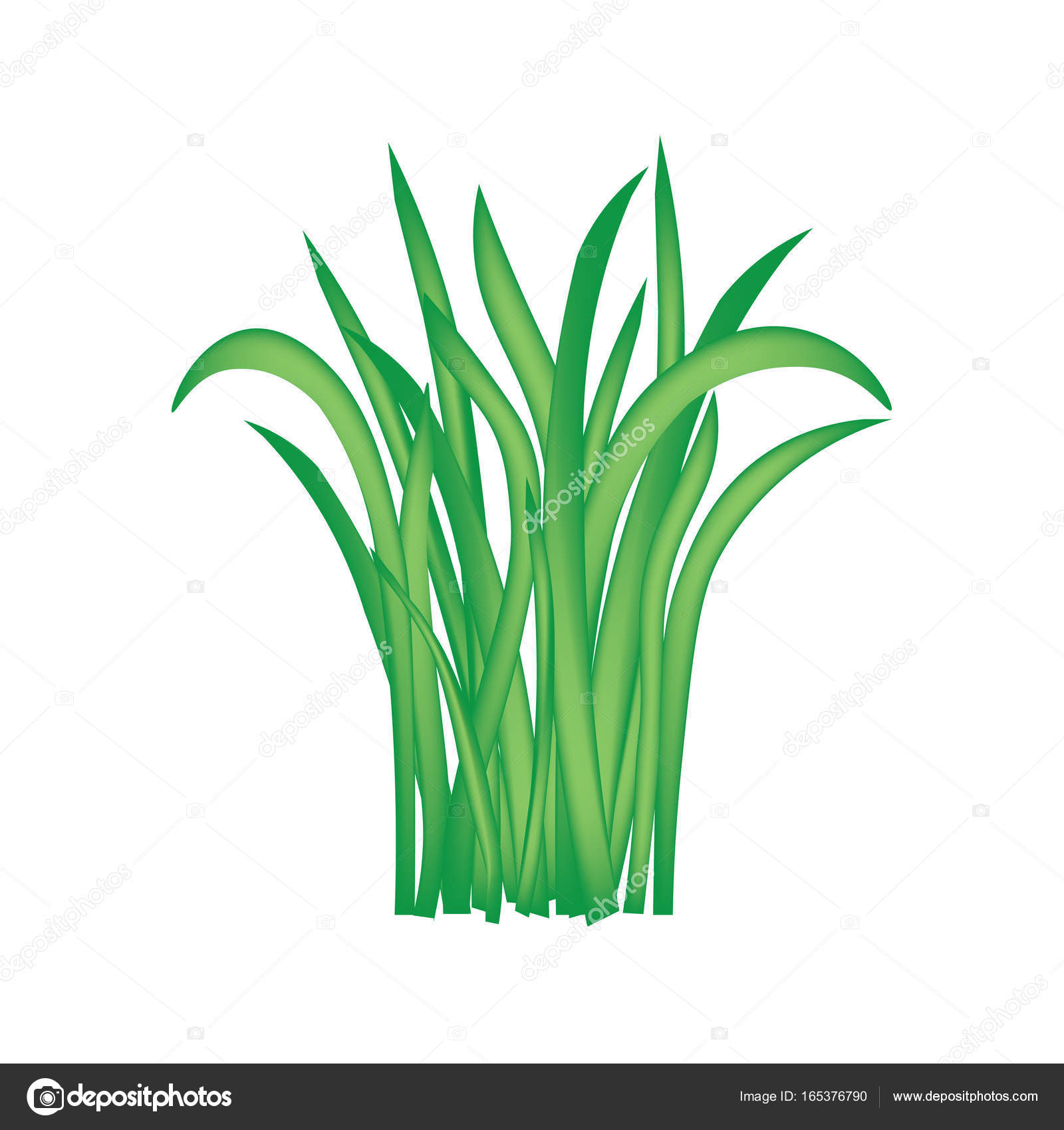Blades of grass isolated on white background vector illustration Stock