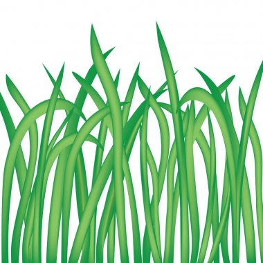Beyaz arka plan-vektör illüstrasyon izole çimen