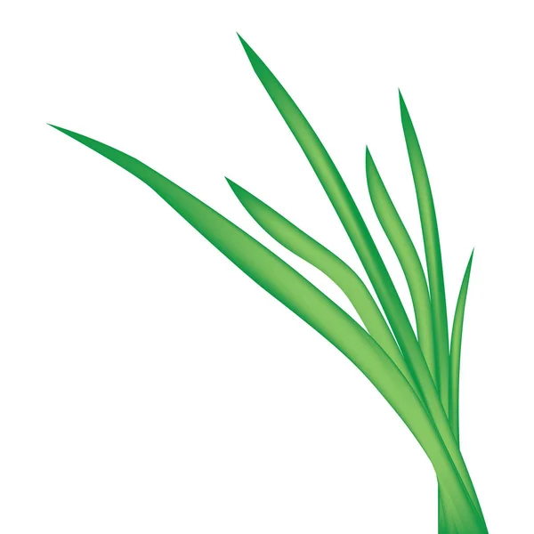 Blade of grass isolated on white background- vector illustration — Stock Vector