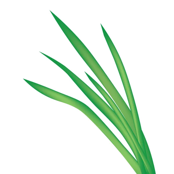 Blade of grass isolated on white background- vector illustration — Stock Vector