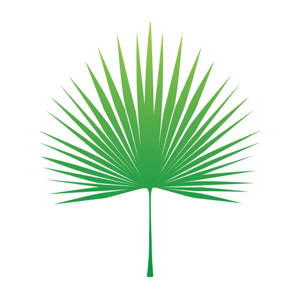 Tropikal palmiye ağacı vektör yaprak çizim — Stok Vektör