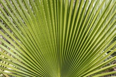 Palmiye ağacı yaprağı arka planı