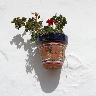 beyaz duvar Sardunya çiçekleri