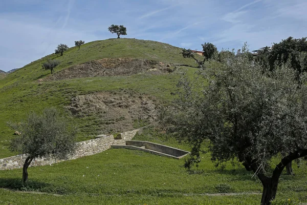 green hill with olive trees and old stone wall