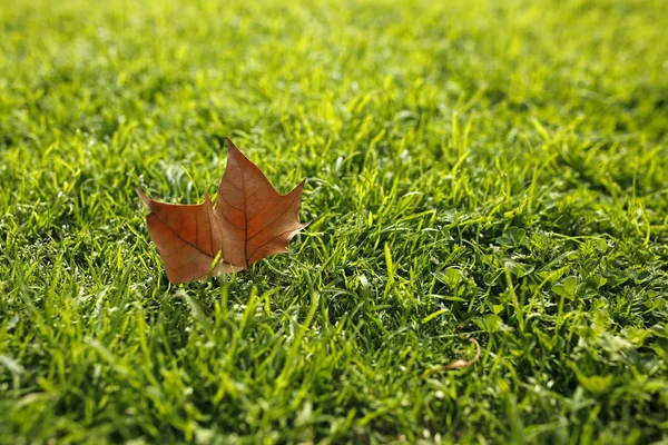 Tettere innpå brunt blad i frodig gress – stockfoto