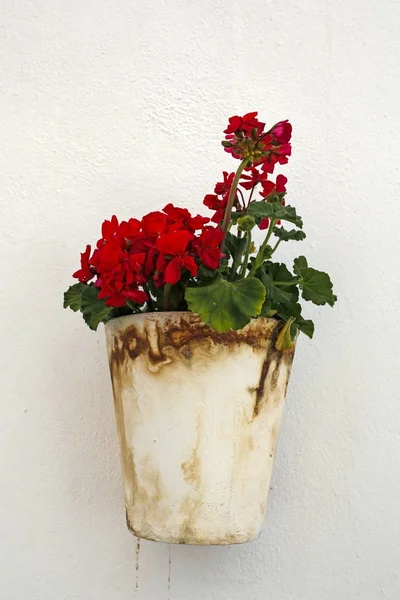 Muskátli virágot a fehér fal — Stock Fotó